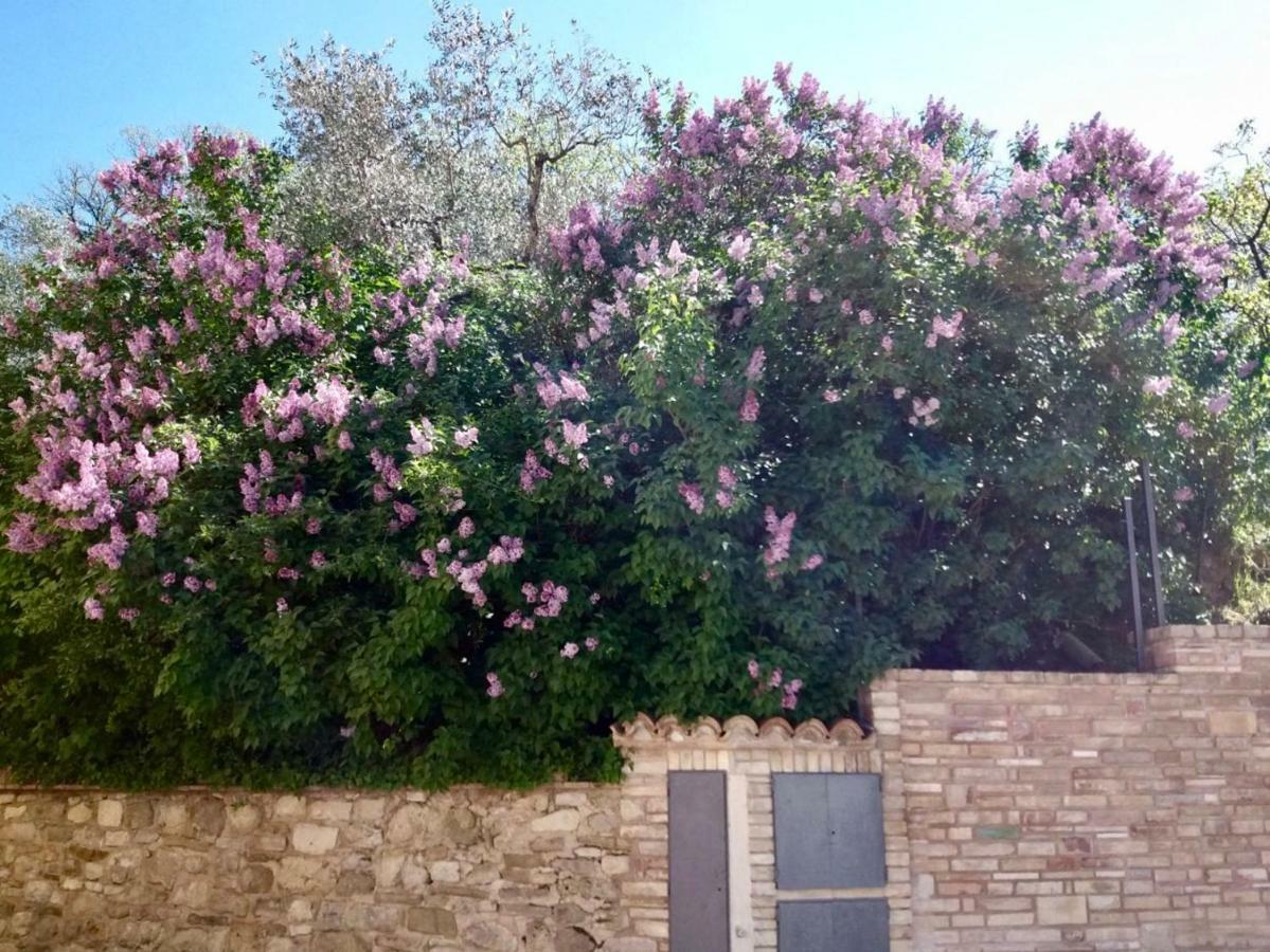 Lavanda E Rosmarino Home Assisi Dış mekan fotoğraf